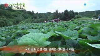 [한국의 임산물] 강원도 인제곰취 / YTN