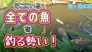 【5月】食わせ特化型ネコリグのルアーパワーで連発【霞ヶ浦水系】【バス釣り】