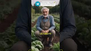Морковь взойдёт через 3 дня: секретный способ замачивания #огород #морковь #посадка #семена