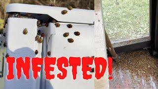 Asian Lady Beetle Infestation in Virginia!