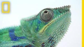 The Illegal and Secretive World of Chameleon Ranching | National Geographic