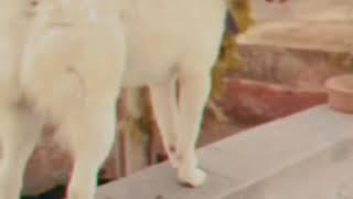 Dog jumping | #cheema /  loving pets pumerion