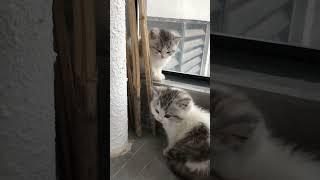 Kitten, Kitten, Go to Sleep