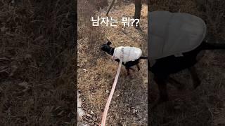 남자는 뭐? 자신감!!! (자신감 넘치는 멍멍이) #손흥민 #강아지일상