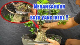 Membuat Bonsai beringin compacta