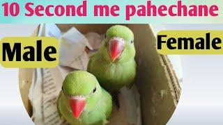 Green ringneck chicks male female difference|how to choose male & female baby parrot