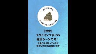 【ちょっと閲覧注意】スクミリンゴガイ(ジャンボタニシ)の産卵シーン #shorts #スクミリンゴガイ