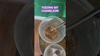 Feeding my panther chameleon