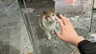 The orange cat was abandoned in an abandoned shop to die until a girl passing by heard her cries.️