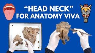 Head Neck Specimens Demonstration for Anatomy Viva | Tongue, Larynx and More.. | Cadaveric Anatomy