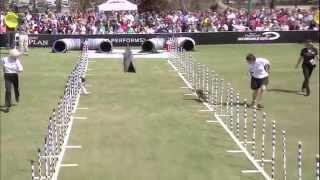 30 Weave Pole Finals - 2014 Purina® Pro Plan® Incredible Dog Challenge Eastern Regionals