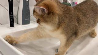 Кошка СОНЯ МОЕТ раковину