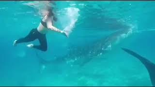 shark: free diving