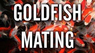 Goldfish Spawning / Mating Behavior