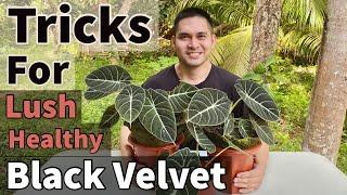 HOW TO CARE FOR ALOCASIA BLACK VELVET | SECRET TRICKS AND TIPS PARA MAGING LUSH & HEALTHY