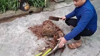 Bứng Cây Dừa làm Bonsai Và Cái Kết Bất Ngờ