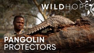 Rehabilitating Pangolins: The World’s Most Trafficked Animal | WILD HOPE