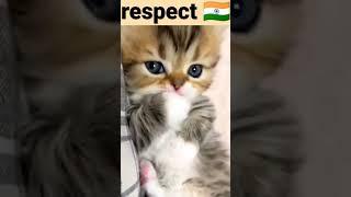 respect video  #shorts #viralpet #love