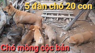 chó mông cộc bản 5 đàn chó 20 con