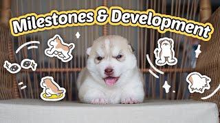 2-Week-Old SINGLETON Puppy Milestones & Development