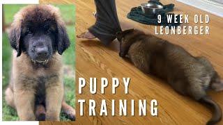 9 Week Old Leonberger Puppy Training