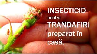 REȚETA DE INSECTICID pentru trandafiri și alte plante, preparată în casă.