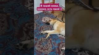 Самый наглый член семьи #собака #dog #shorts #ялюблюсобак Скай, Нефть, Рекс #рекс