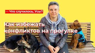 Что случилось, Усы? Как избежать конфликтов на прогулке с собакой?