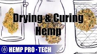 Drying And Curing Medicinal Hemp