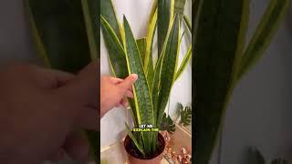 Why this plant is important in your home and especially in the Bathroom