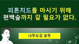 편백나무 피톤치드의 진실 : 효과적인 삼림욕 방법. 공기비타민!