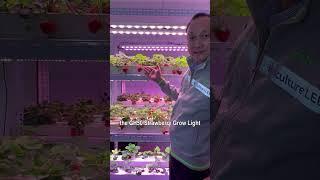 Which Spectrum is better for Indoor Vertical Farming Hydroponics Strawberries? #farming #cultivation