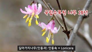 한국의 나무 - 4월 포천 국립수목원 나무 18종 해설, 특산식물 미선나무 꽃이 예쁘게 피었습니다.