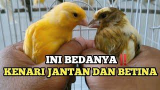 CARA MEMBEDAKAN KENARI JANTAN DAN BETINA #hargakenari #ternakkenari #kenarijantan #kenaribetina