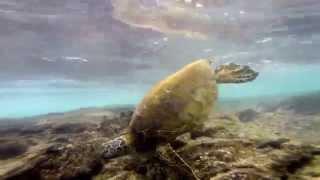 Snorkeling at Kahaluu Beach Park, Hawaii