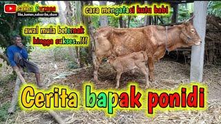 CERITA BAPAK PONIDI SAPI PEDETAN HINGGA JADI BABONAN