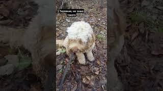 он сидел на выдержке как мог  #doghandler_LU #doghandler #cockapoo #dog #кинолог #дрессировка