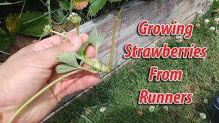 How To Grow Strawberries From Runners - Tips and Tricks (2019)