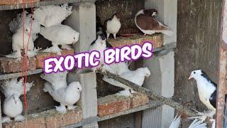 fancy pigeons in Hyderabad | exotic bird's | siraji kabutar | mukhi lakka & Persian cat