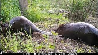 Mineral Hills Greenway — Life at a Beaver Dam Crossing (May 15 – June 13, 2022)