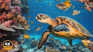 Relaxing Piano Music - Stunning Sea Turtles 4K HD - 3-Hour Video