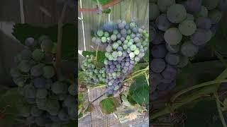 Black Spanish Grapes Starting Veraison (ripening) #grapes #gardening #winemaking