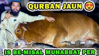 Liver Vaccination & Mickey Mouse Ki Be-Misaal Muhabbat  AQ Cattle Farm