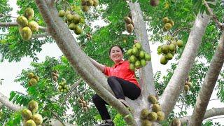 Harvest Spondias dulcis Goes to market sell - Emma makes pickled Spondias dulcis | Emma Daily Life