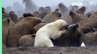 Eisbär gegen Walross | Planet Earth | BBC Earth