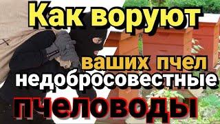 Как воруют ваших пчел.