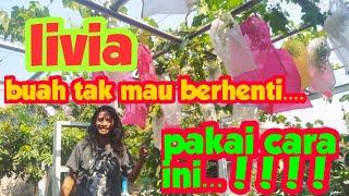 Anggur livia..!!!! Anggur berbuah lebat  pakai cara ini...