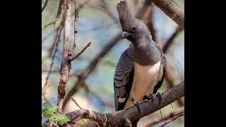 Somali wildlife (grey go a way bird) habarticay