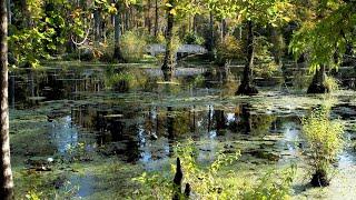 From The Sky | Swamps