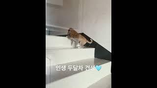 시고르자브종 계단 오르기 #강아지 #시고르자브종 #반려견